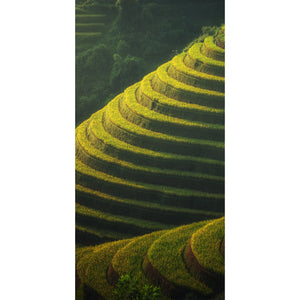 Reisanbau in Vietnam