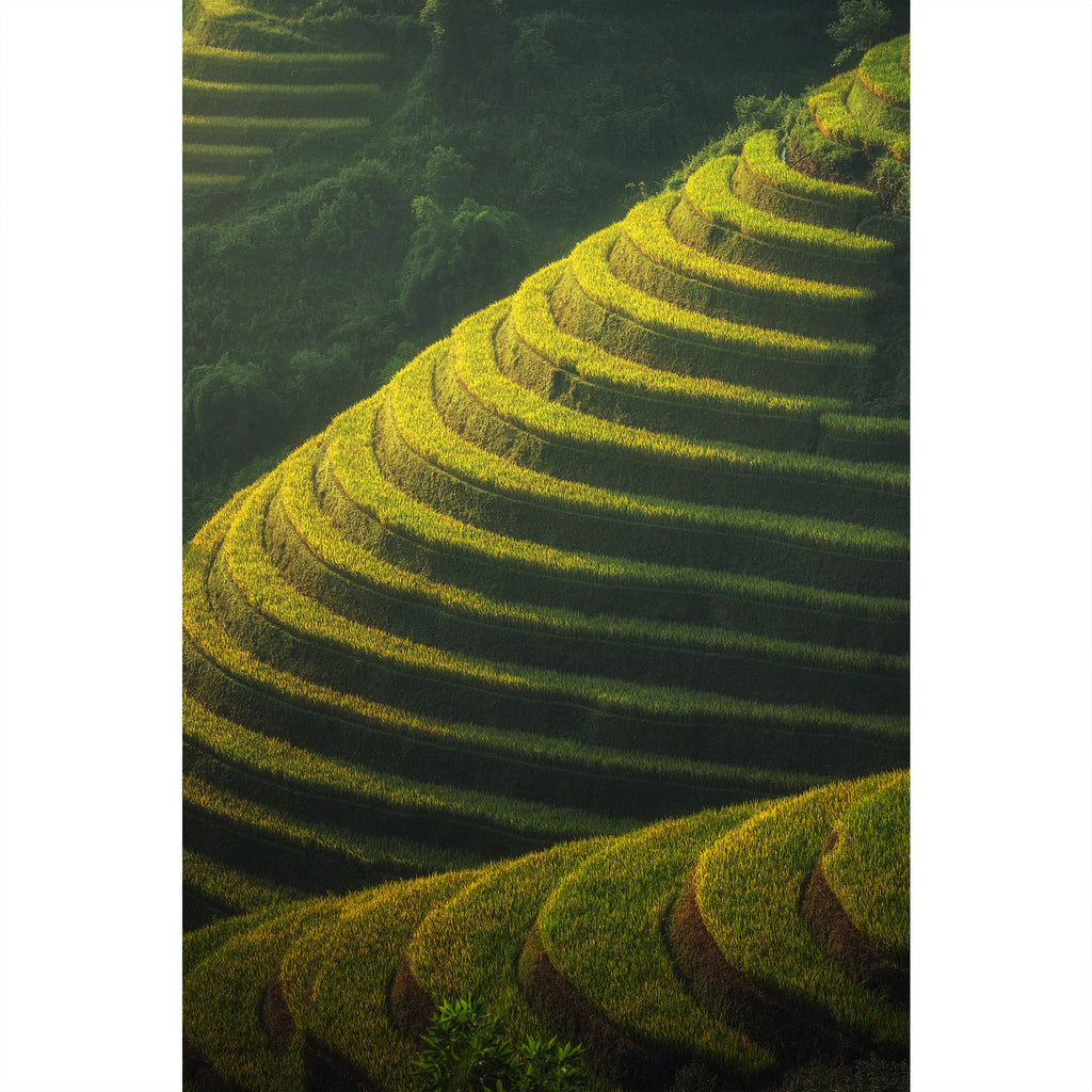 Reisanbau in Vietnam