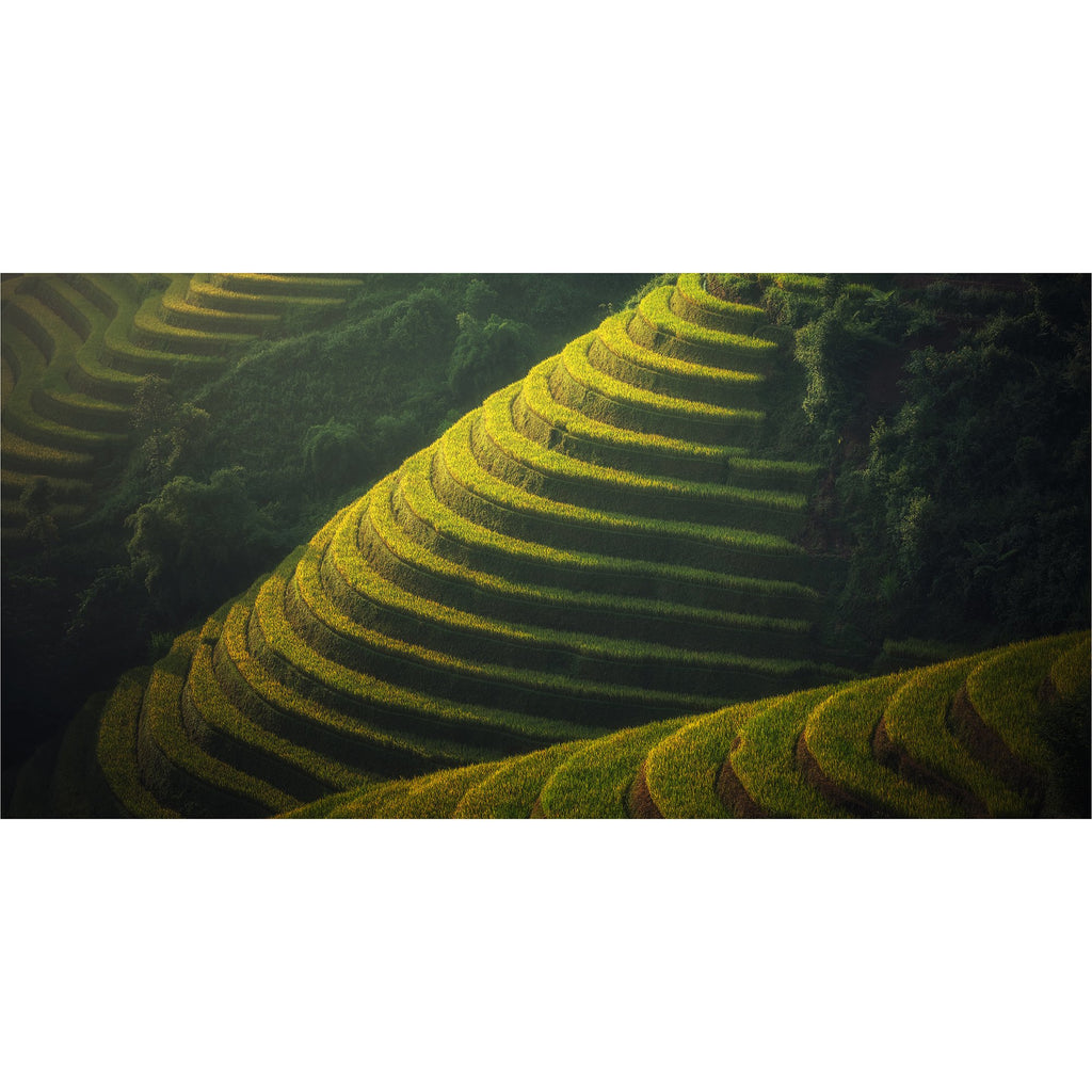 Reisanbau in Vietnam