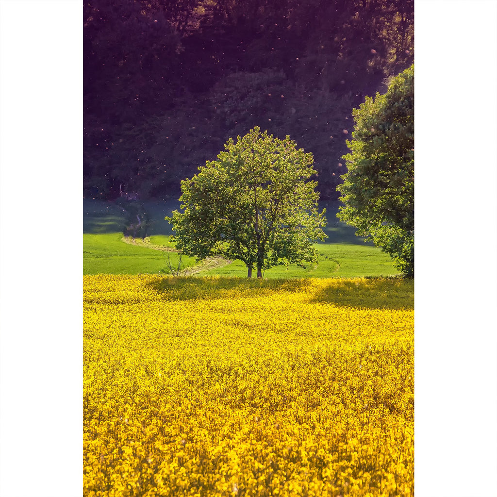 Rapsfeld