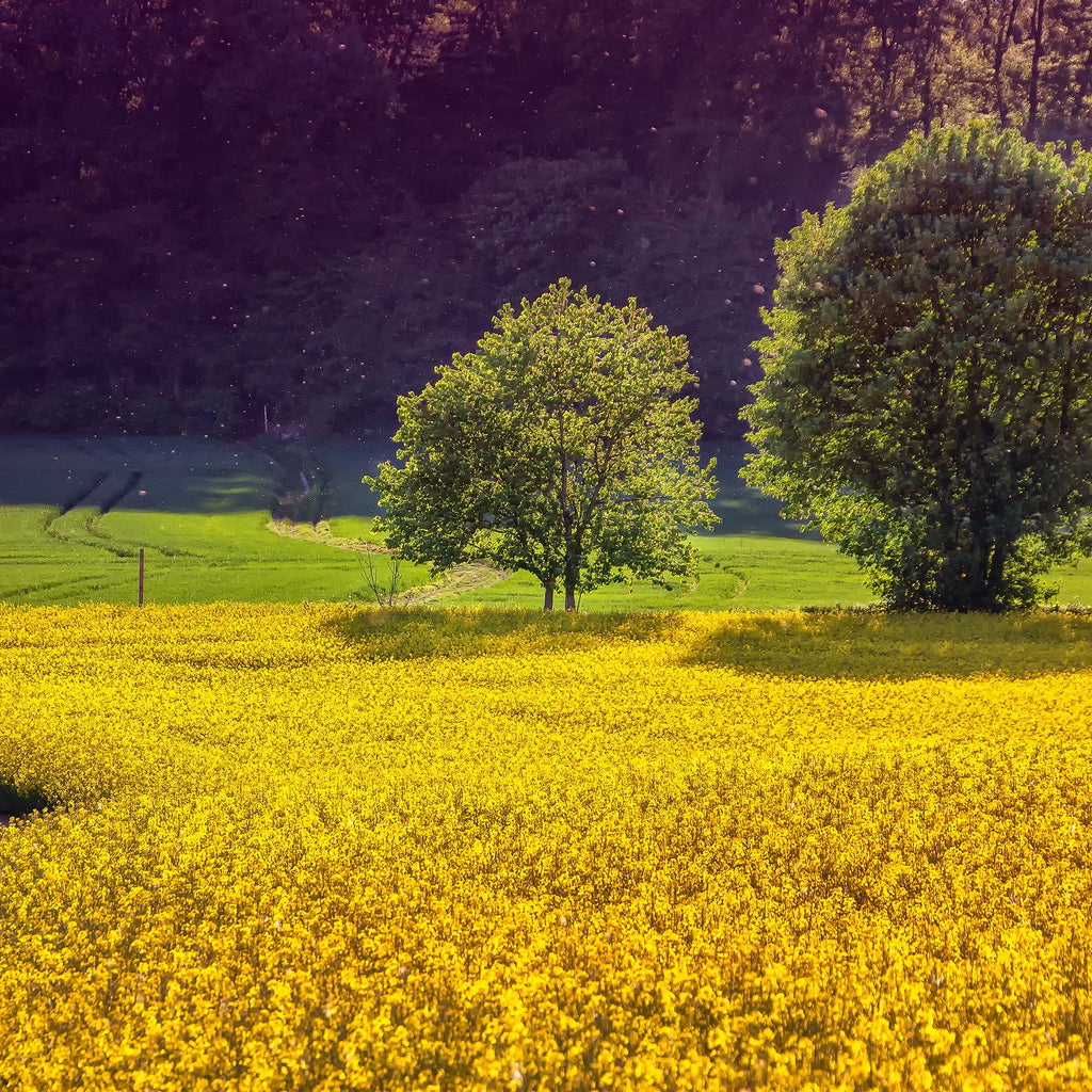 Rapsfeld