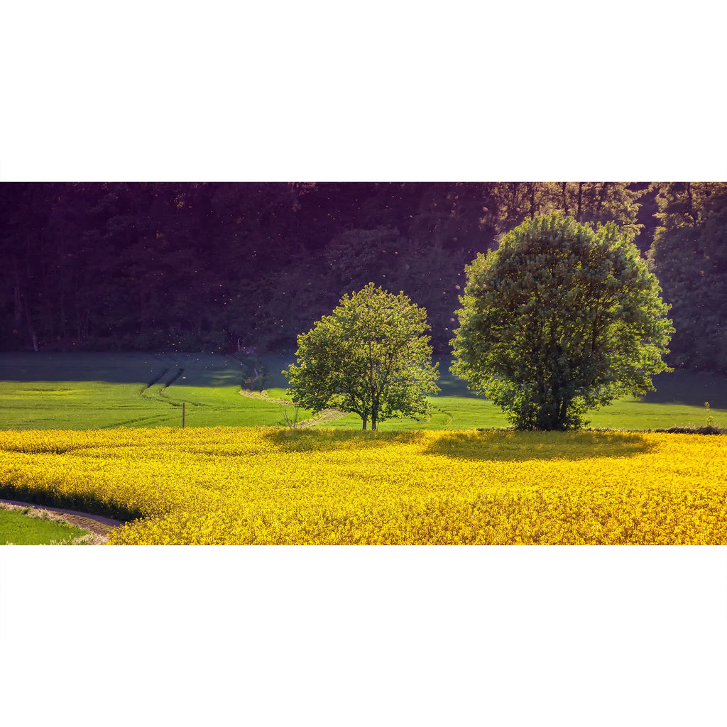 Rapsfeld