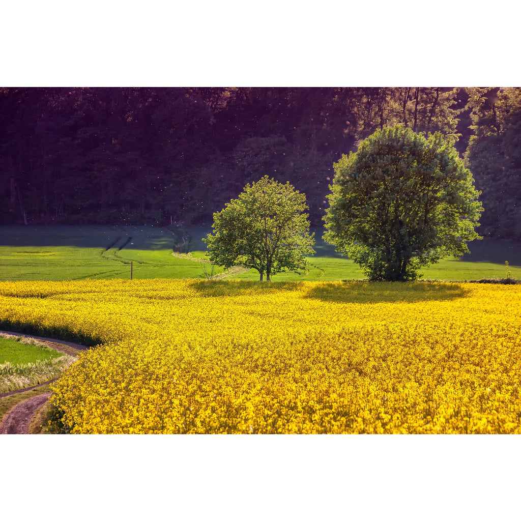 Rapsfeld
