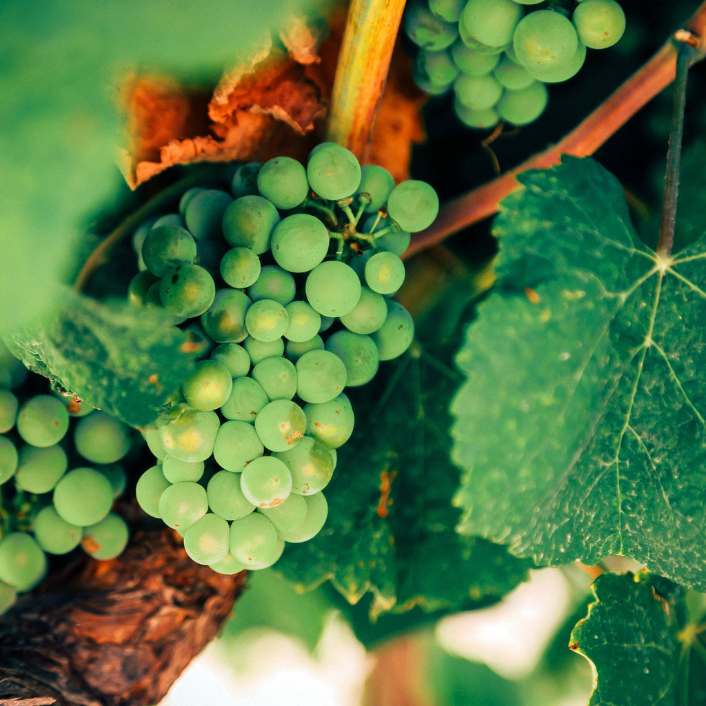 Weintrauben