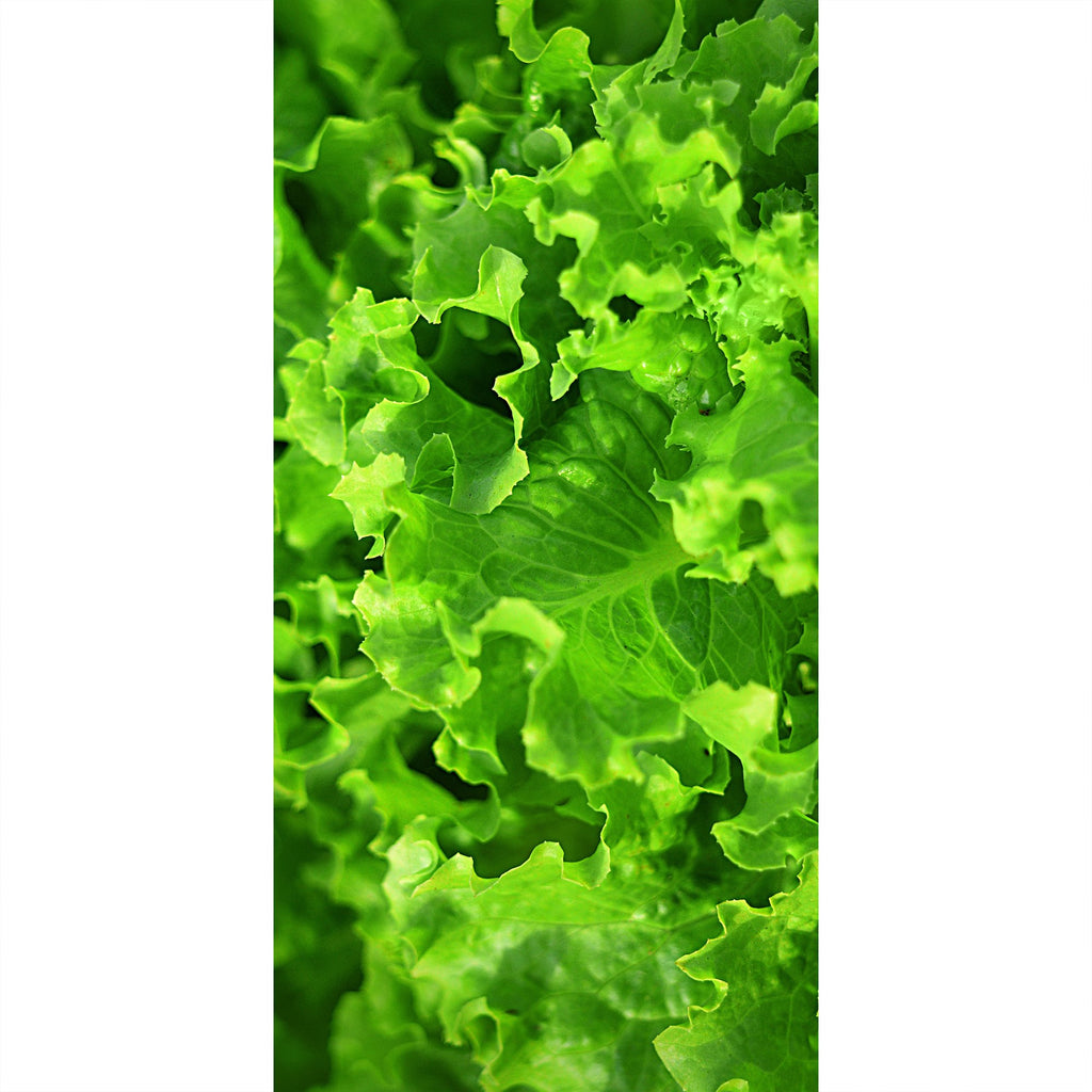 Frischer Salat