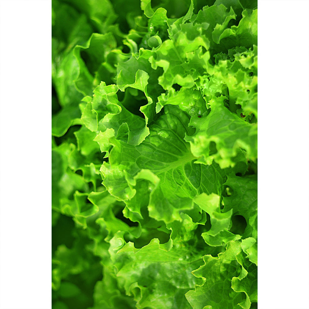 Frischer Salat