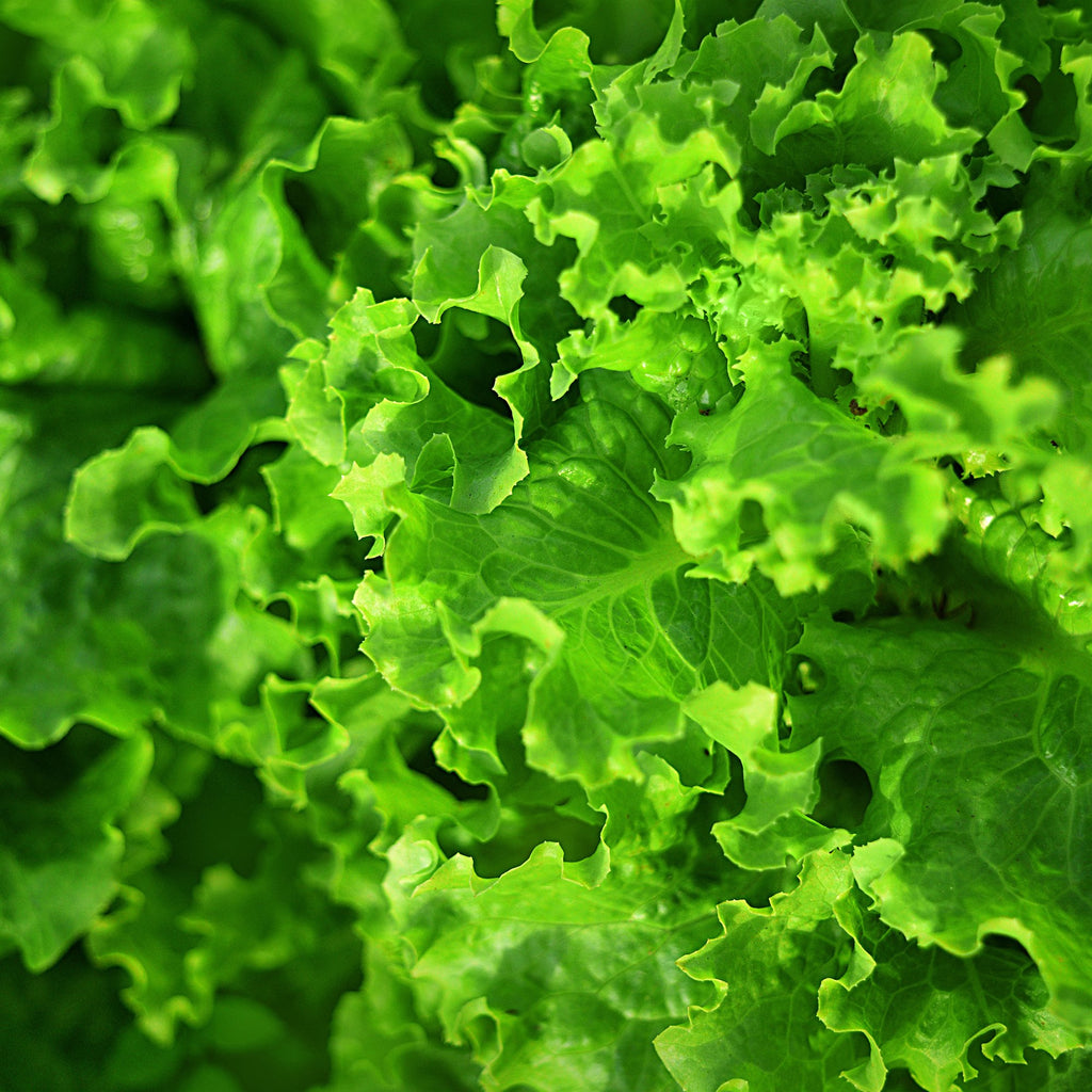 Frischer Salat