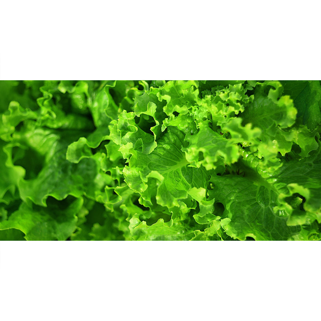 Frischer Salat