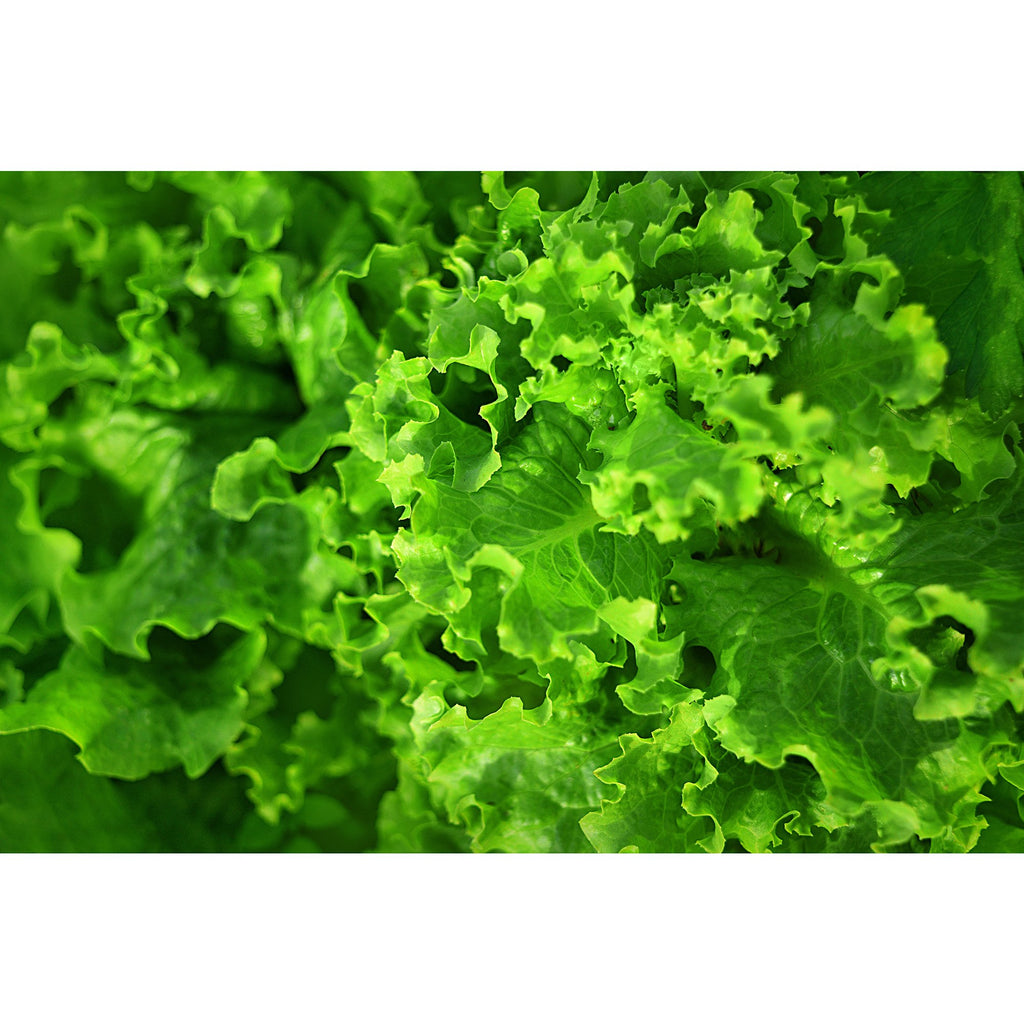 Frischer Salat