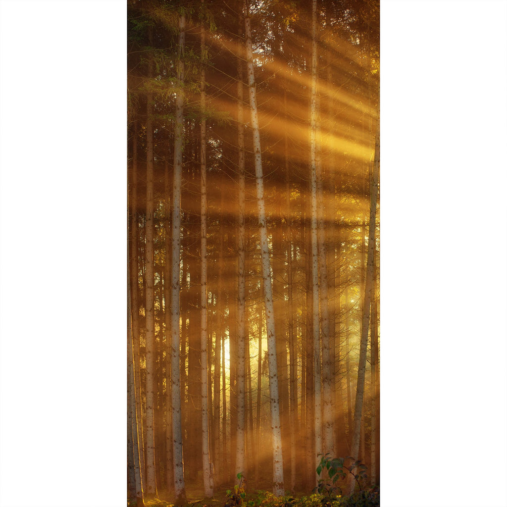 Wie es in den Wald scheint…