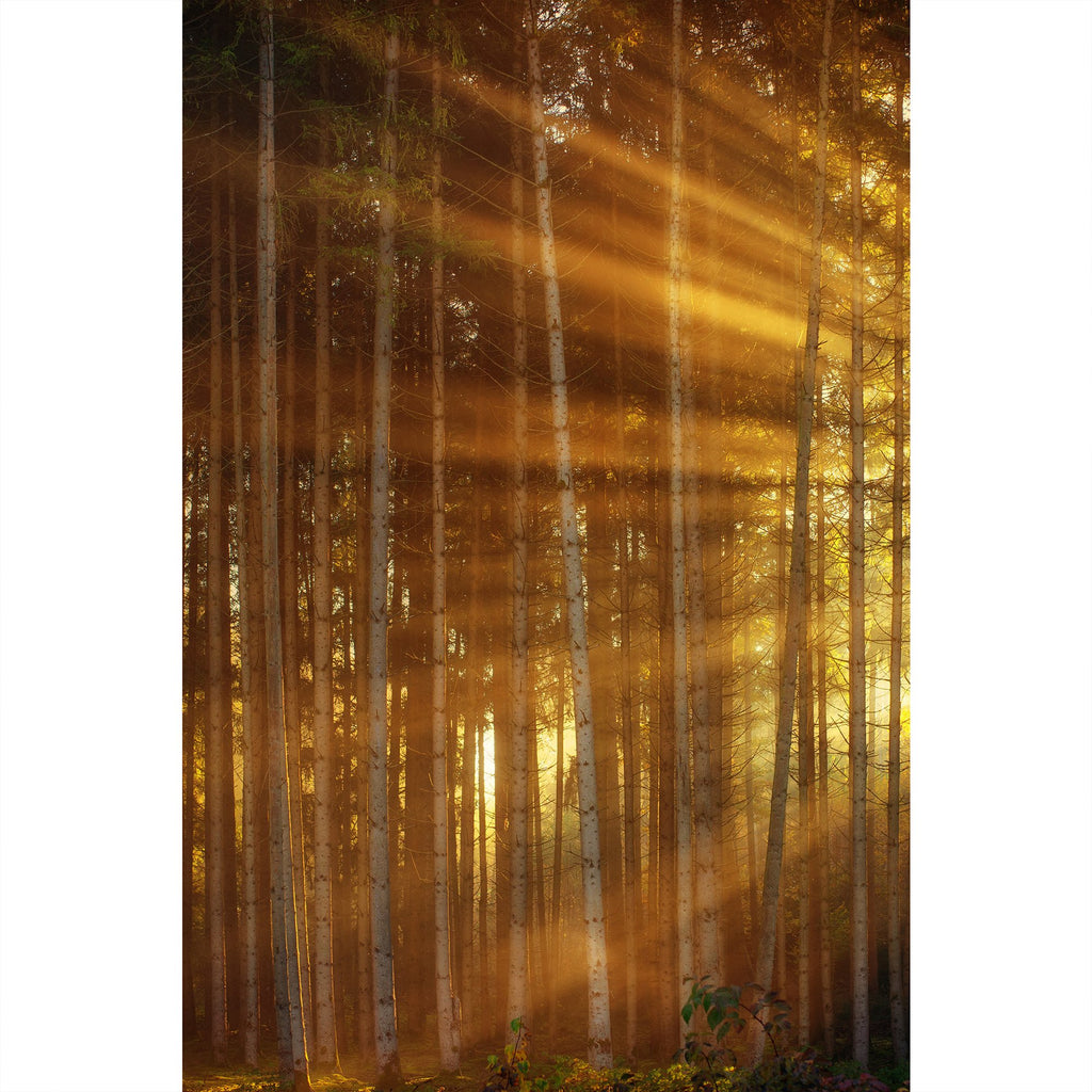 Wie es in den Wald scheint…