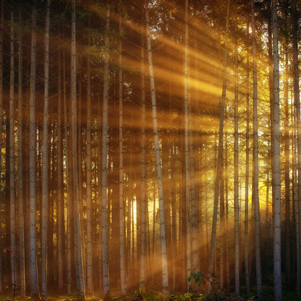 Wie es in den Wald scheint…