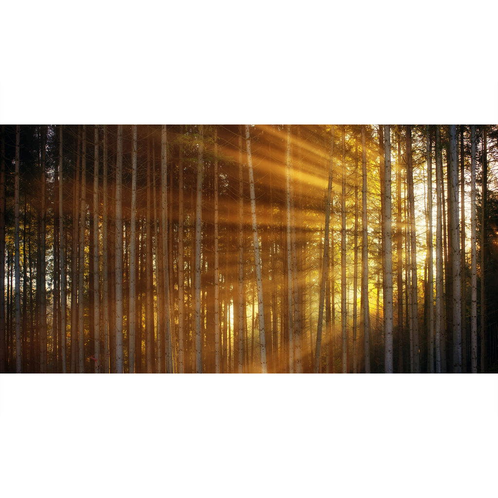 Wie es in den Wald scheint…