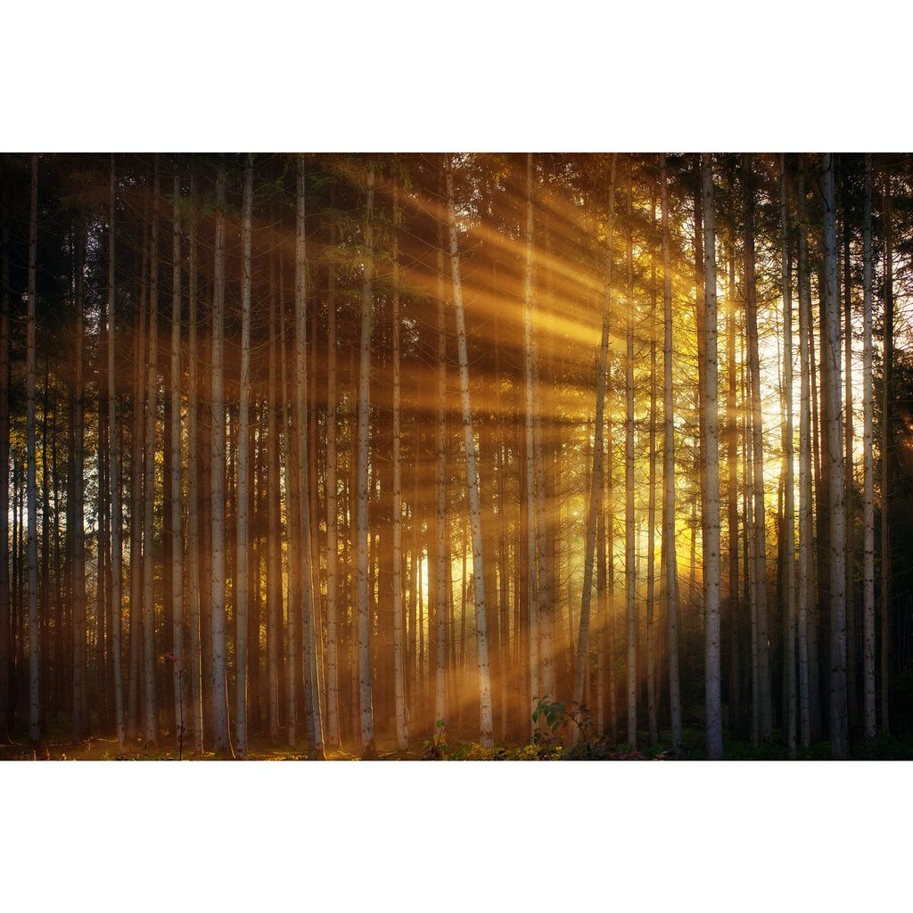 Wie es in den Wald scheint…