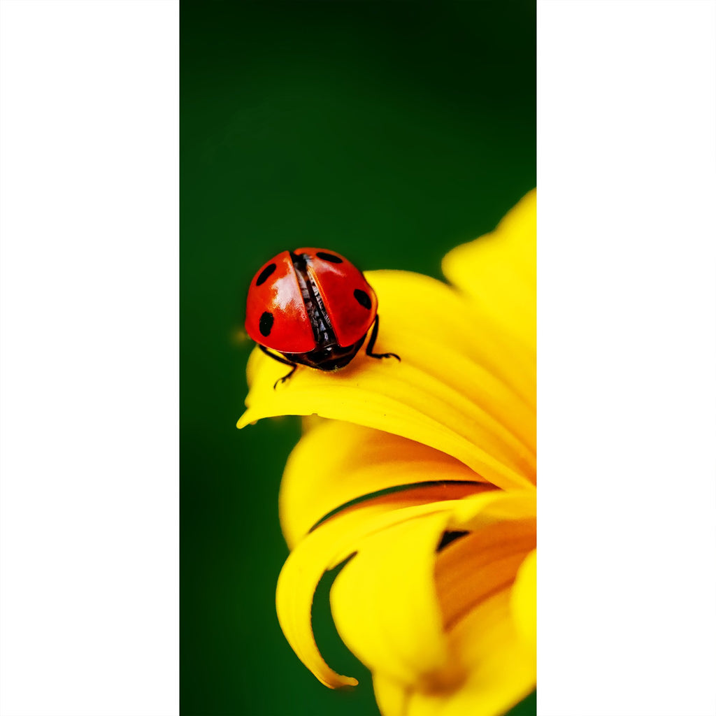 Marienkäfer