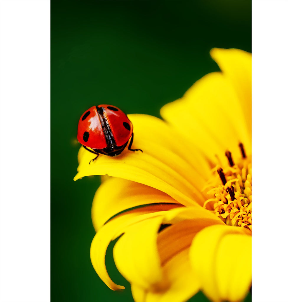 Marienkäfer