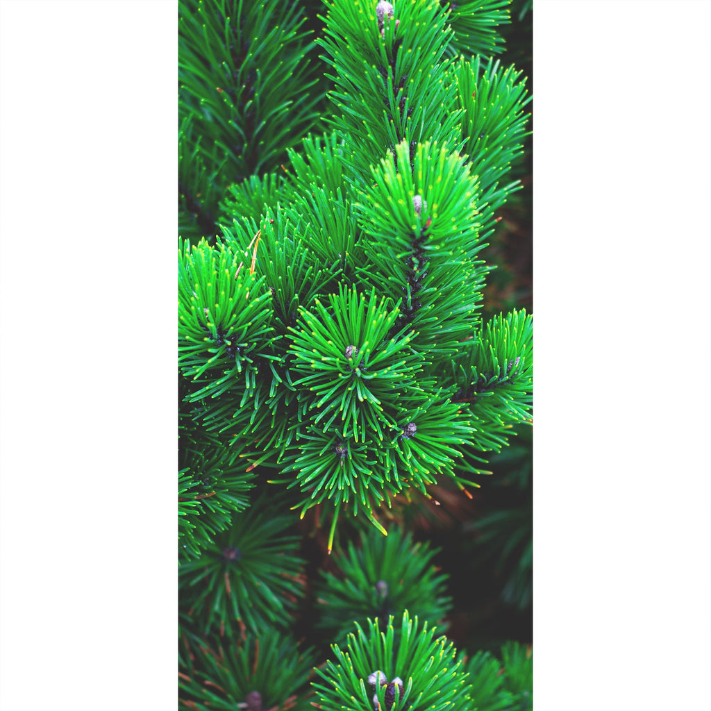 Kiefernnadeln
