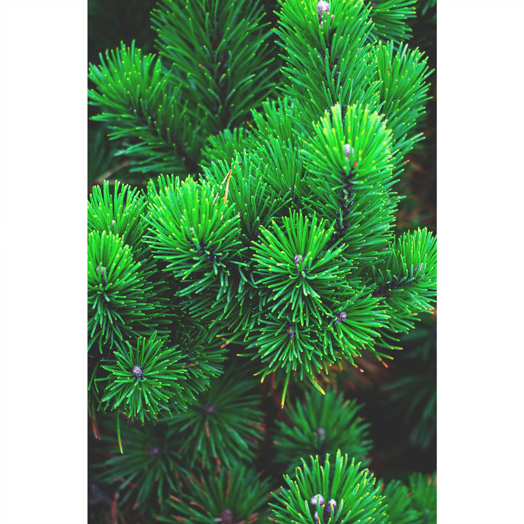 Kiefernnadeln