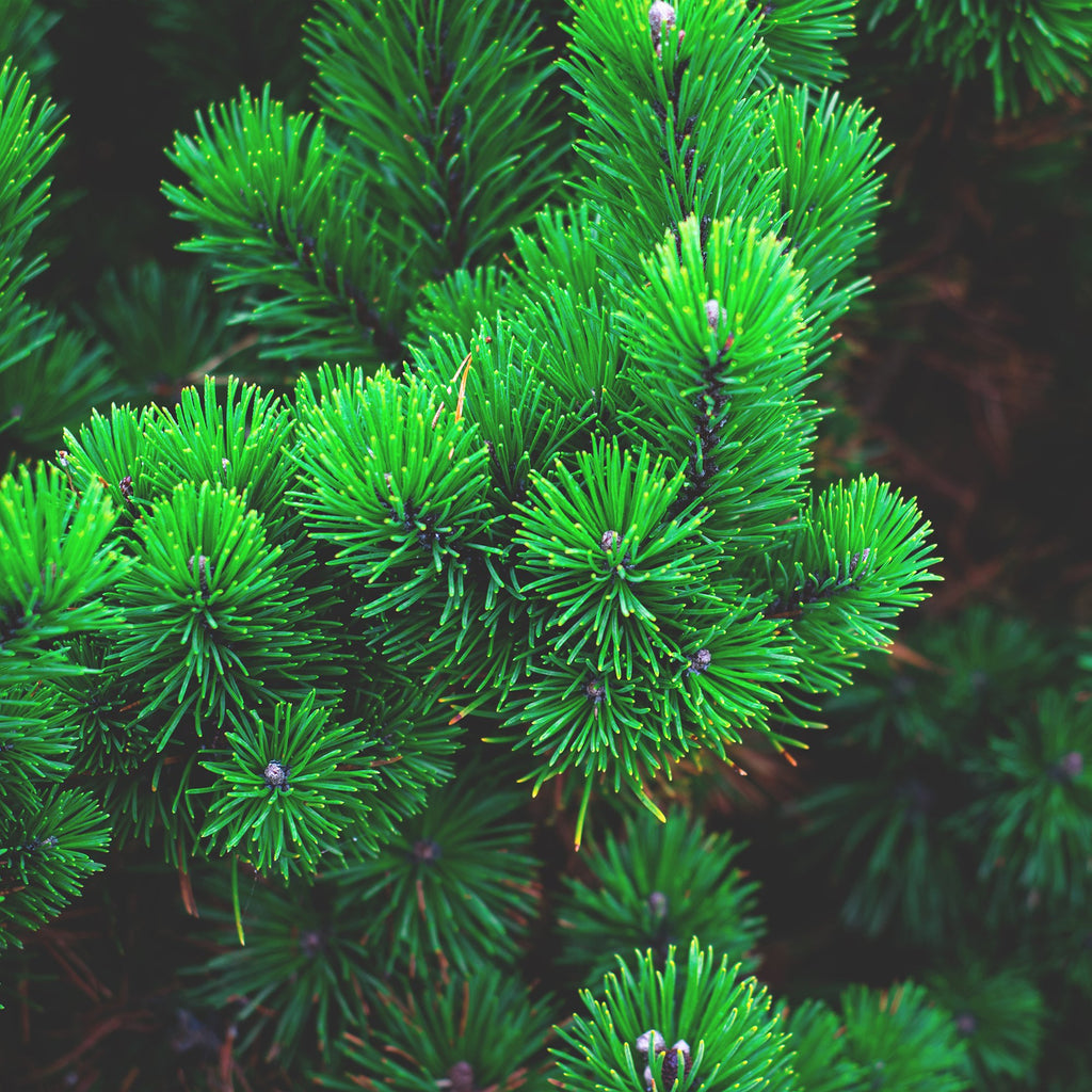 Kiefernnadeln