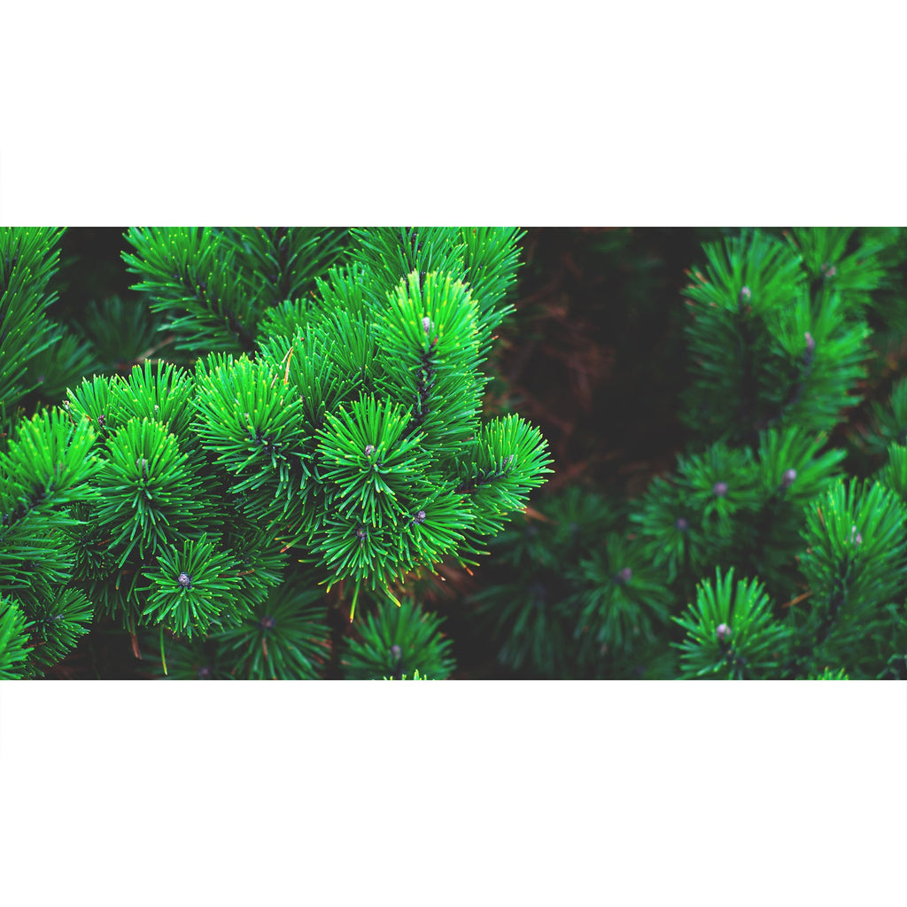 Kiefernnadeln