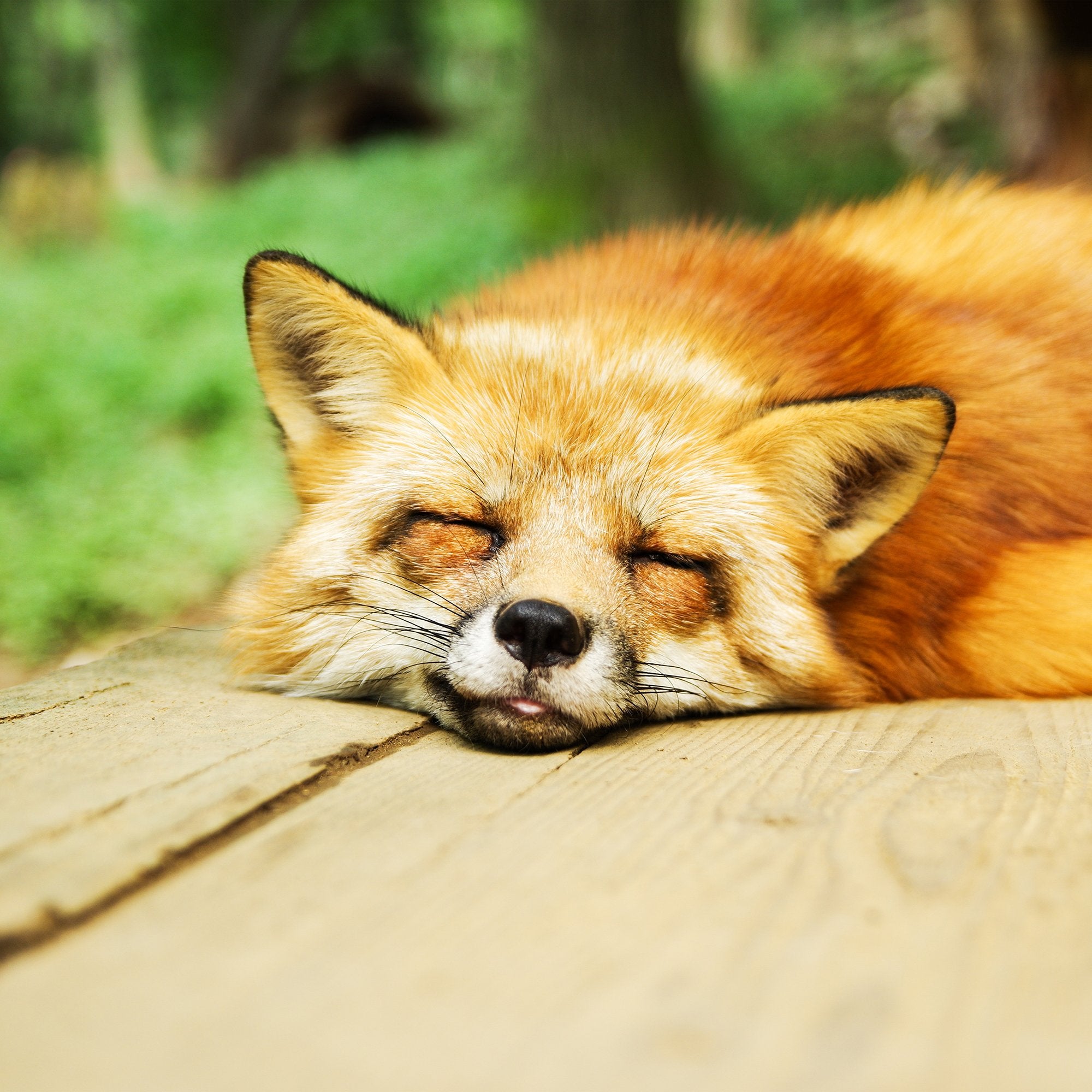 Schlafender Fuchs