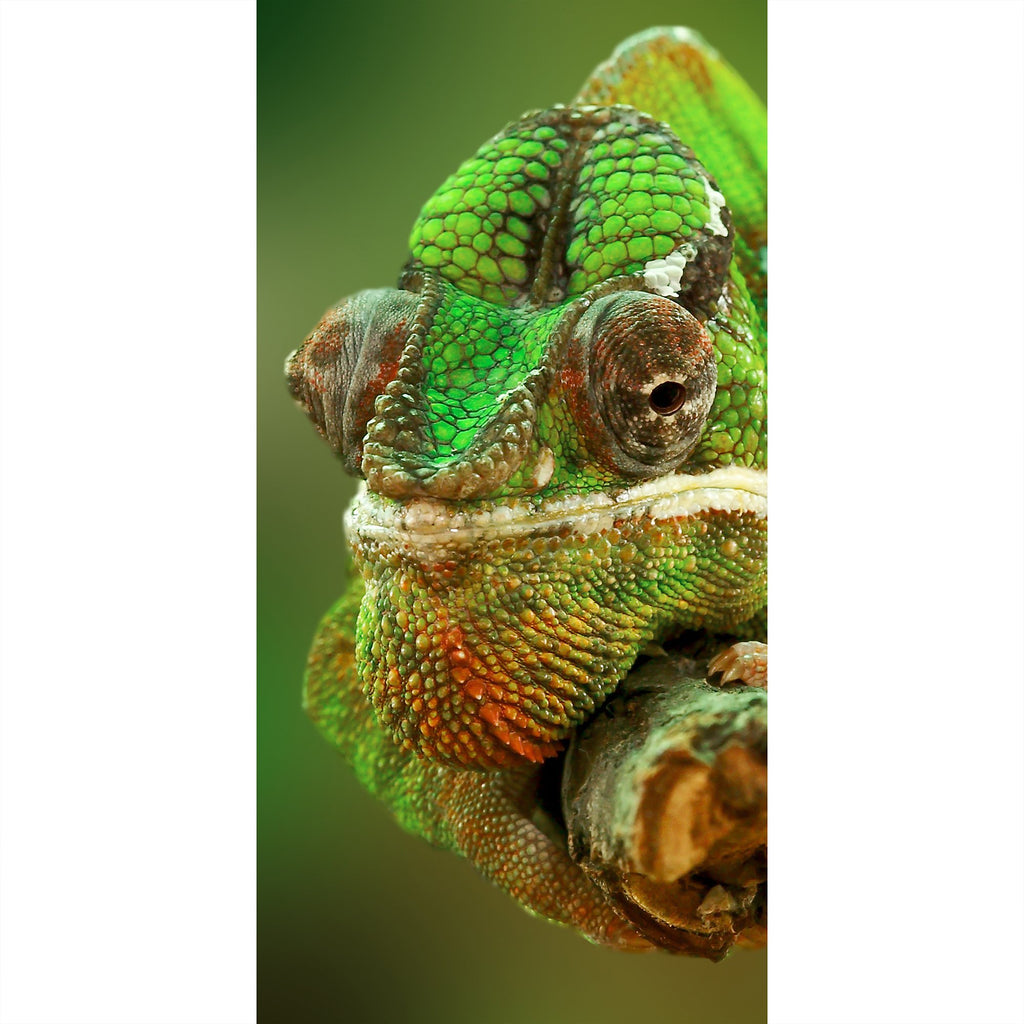Chamäleon