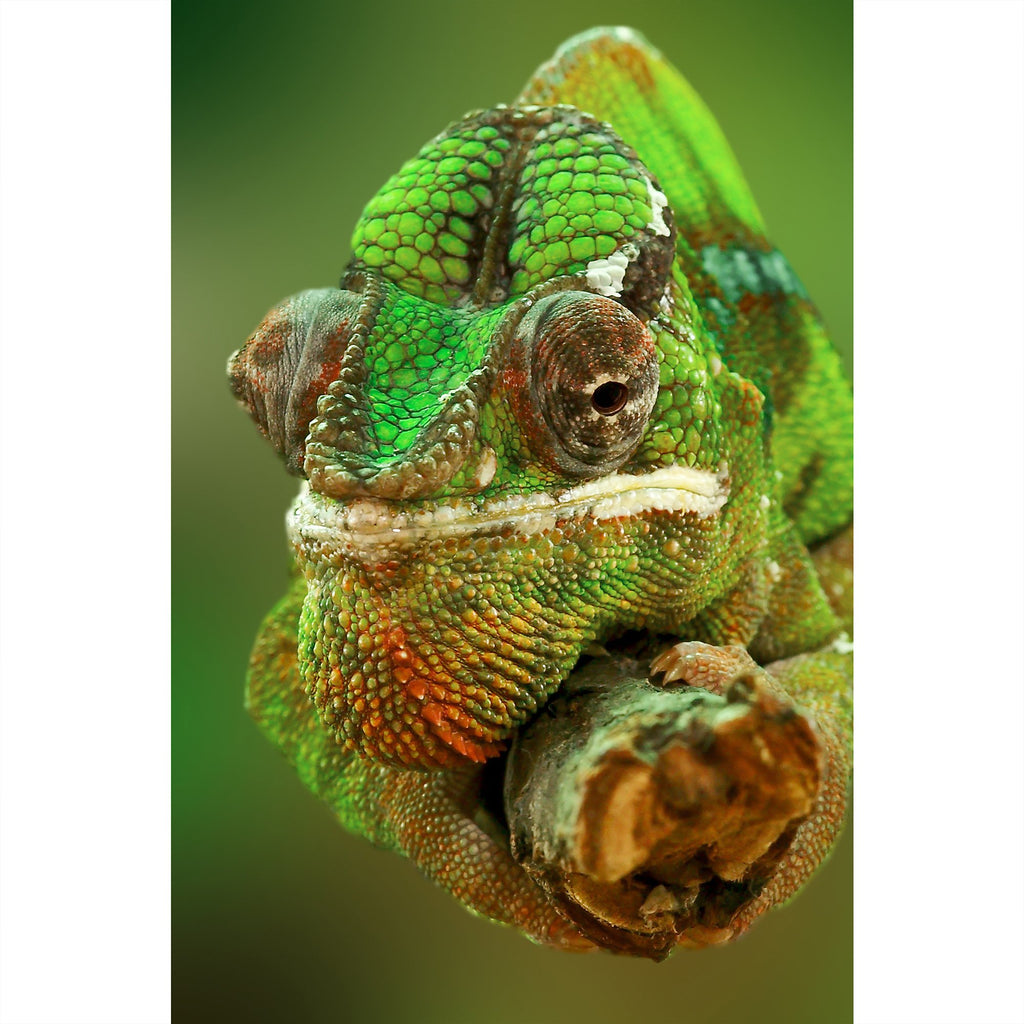 Chamäleon