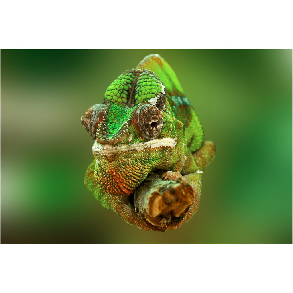 Chamäleon