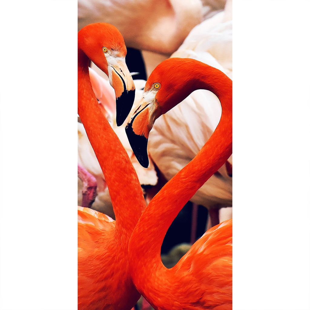 Flamingos
