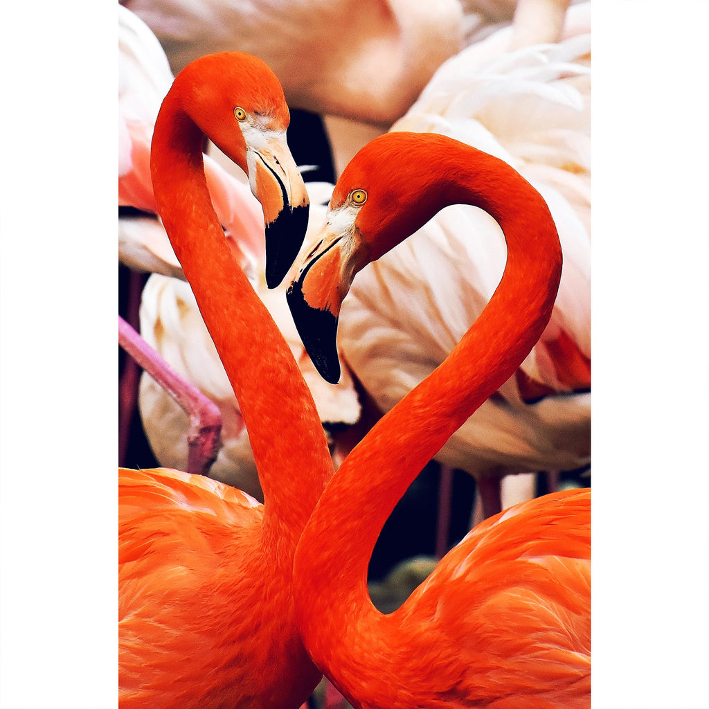 Flamingos