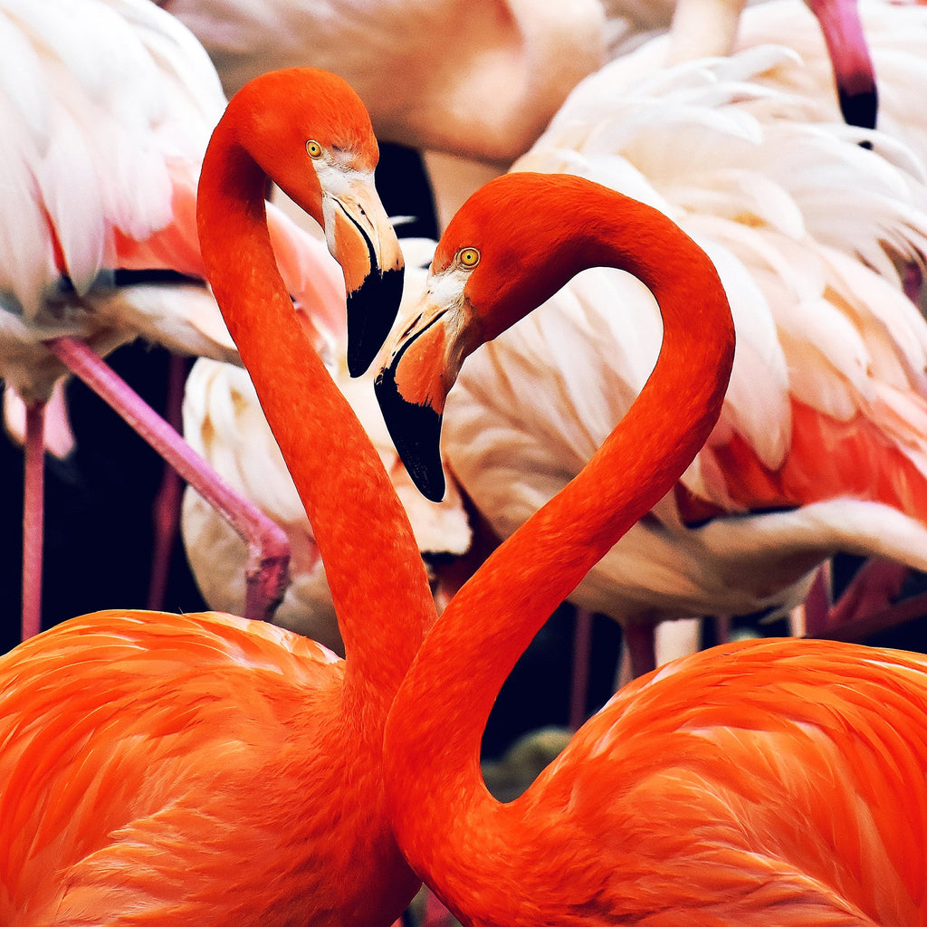 Flamingos