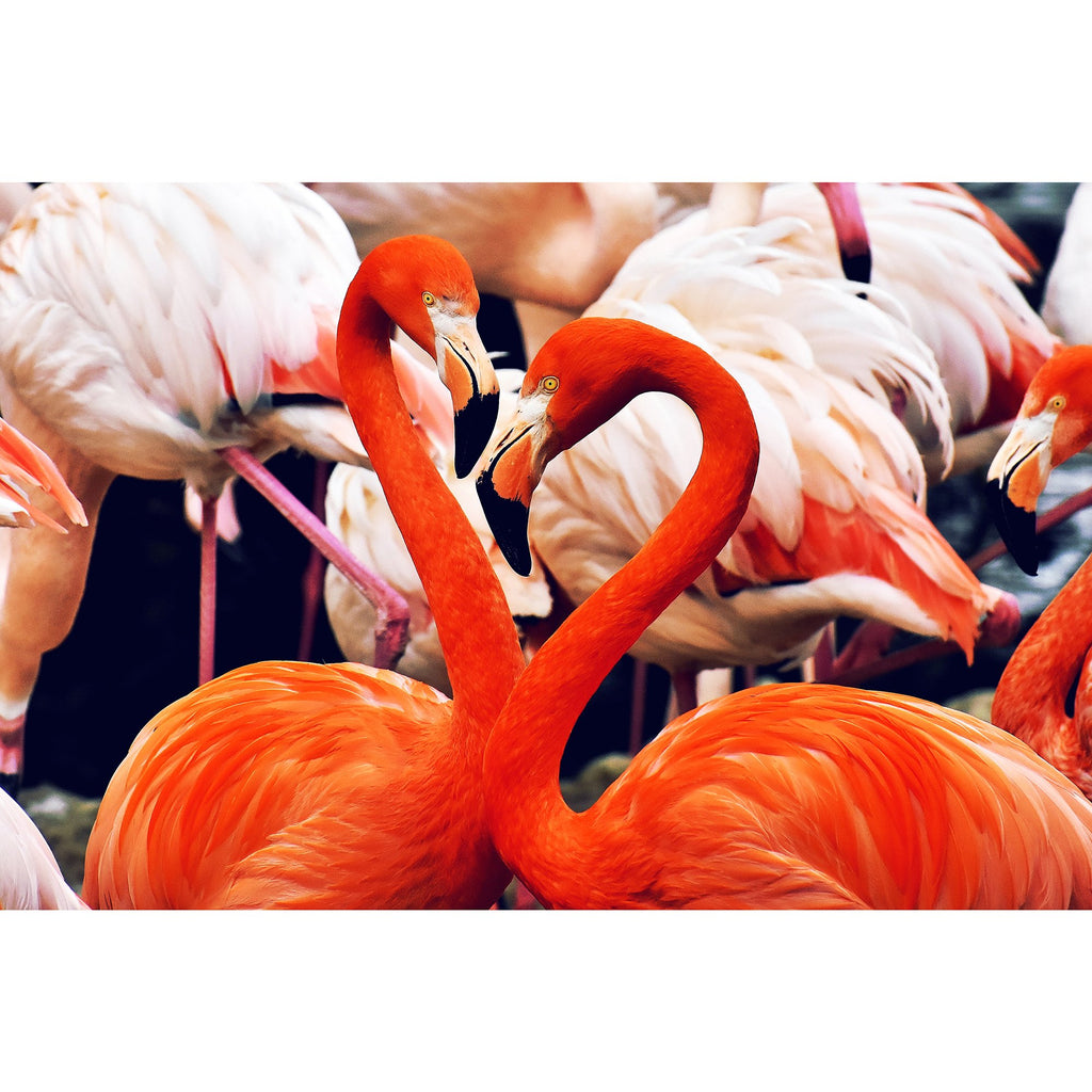 Flamingos