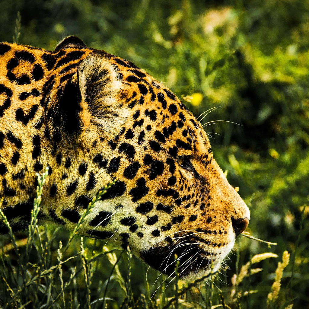 Jaguar